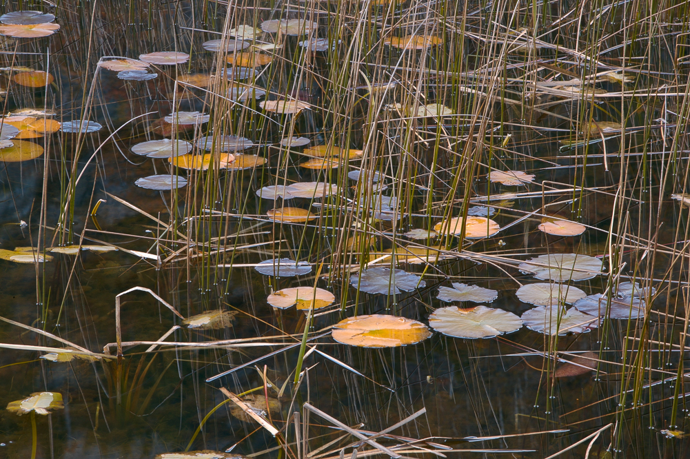 Lilly Pads and Reeds