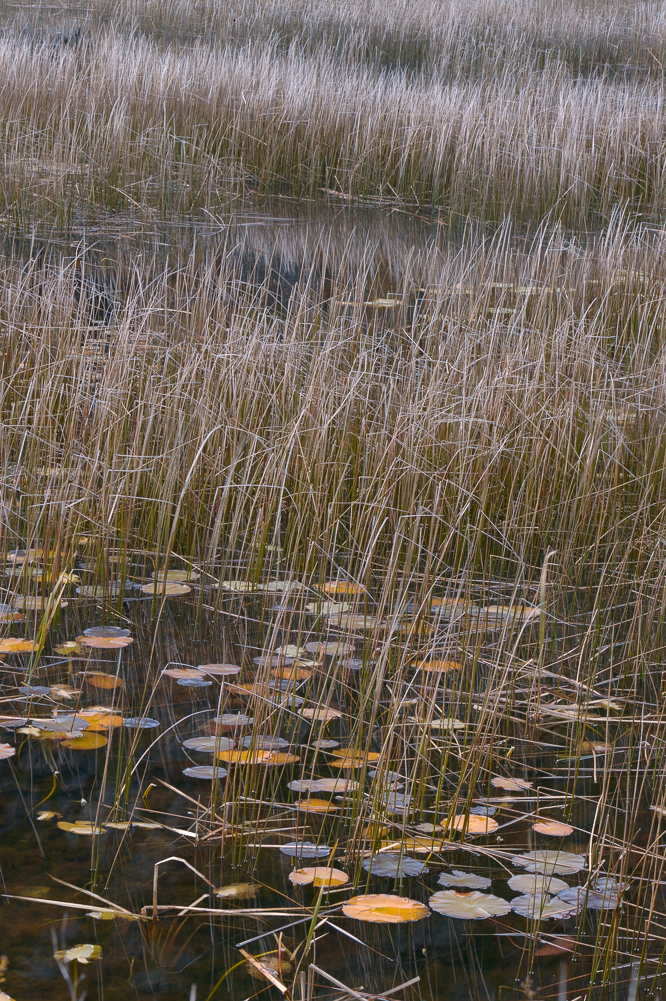 Dry Reeds and Lilly Pads