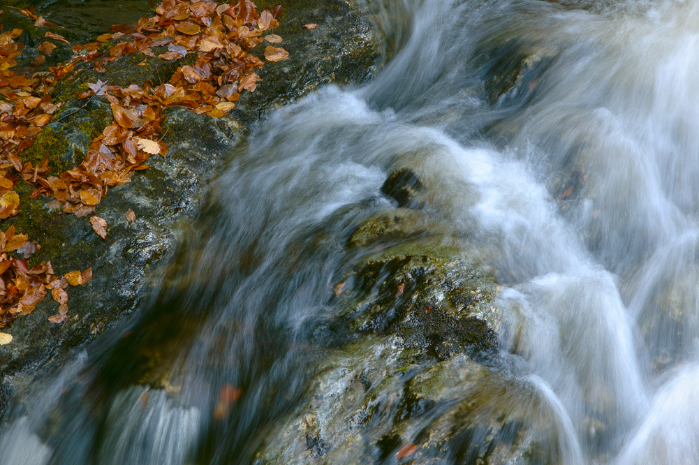 Fallen Leaves and Stream