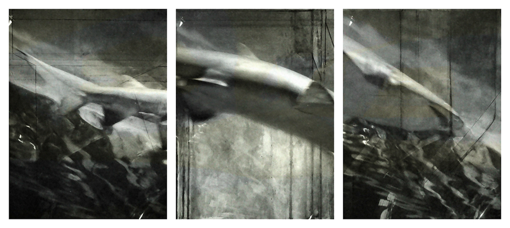 Shark (complete triptych)